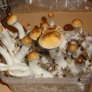 http://uslegitresearchchemical.com/product/golden-magic-teacher-mushrooms/