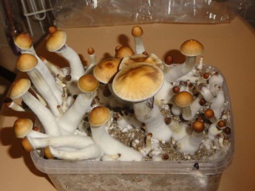 https://uslegitresearchchemical.com/product/golden-magic-teacher-mushrooms/