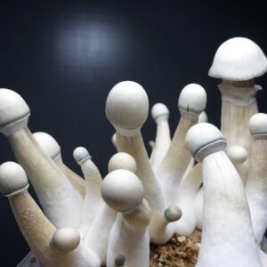 http://uslegitresearchchemical.com/product/penis-envy-mushrooms/